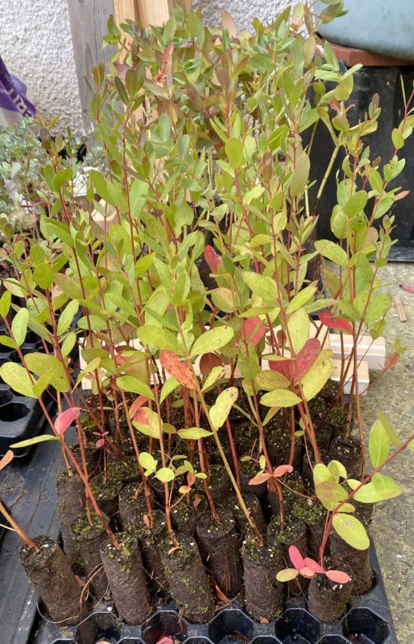 Eucalyptus rodwayii plug plants (Swamp Peppermint)