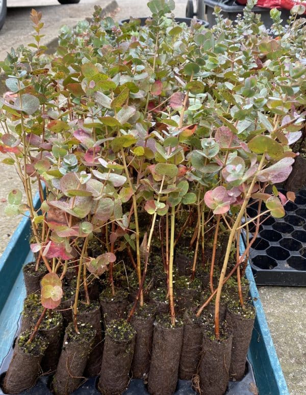 Eucalyptus urnigera plug plants (Urn Gum)