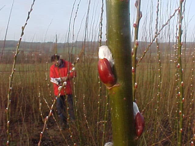 Kevin Lindegaard has been a professional in the willow industry for 30 years.